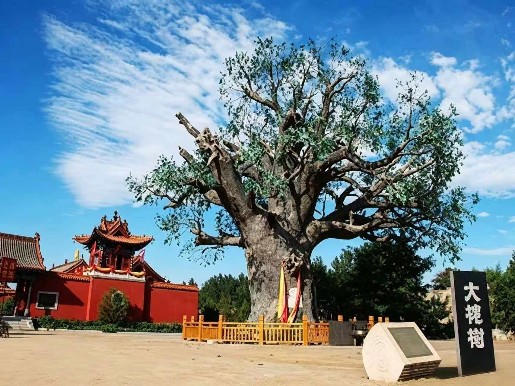 Hongtong Big Pagoda Tree