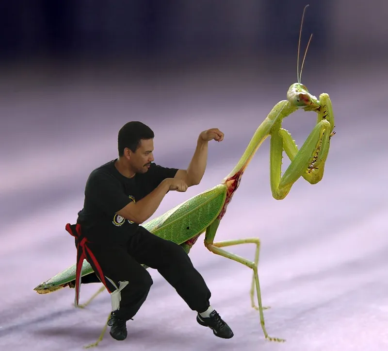 Characteristics of Praying Mantis Fighting Style